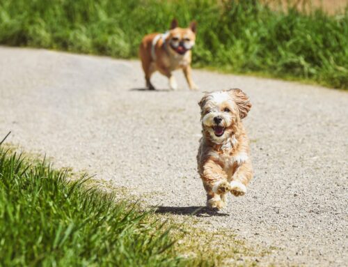 Rheinsteig met hond