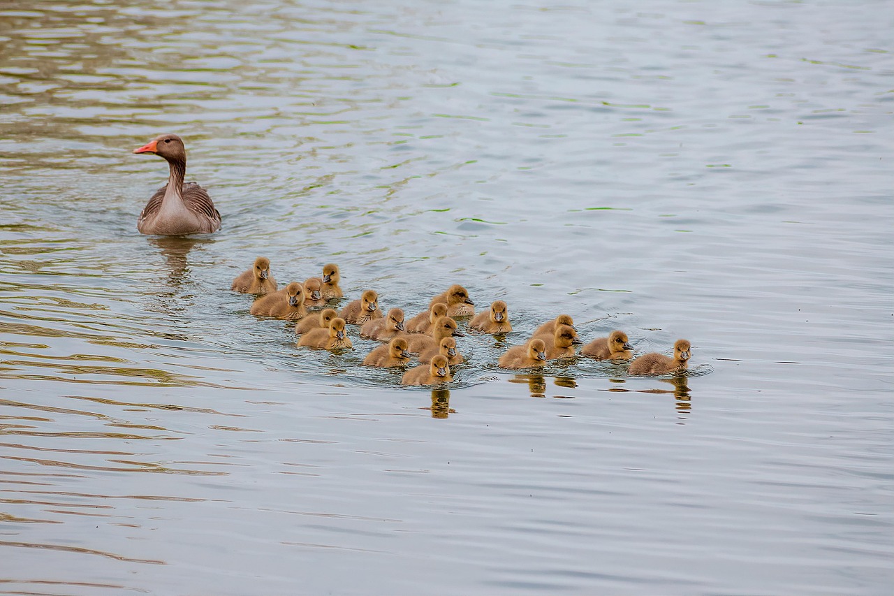 Ausflug mit Kindern am Rhein – Natur erleben in der Umgebung der Ferienwohnung Oberwinter bei Bonn, familienfreundliche Aktivitäten Remagen Rheinregion