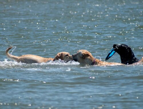 Hundestrand Rhein 