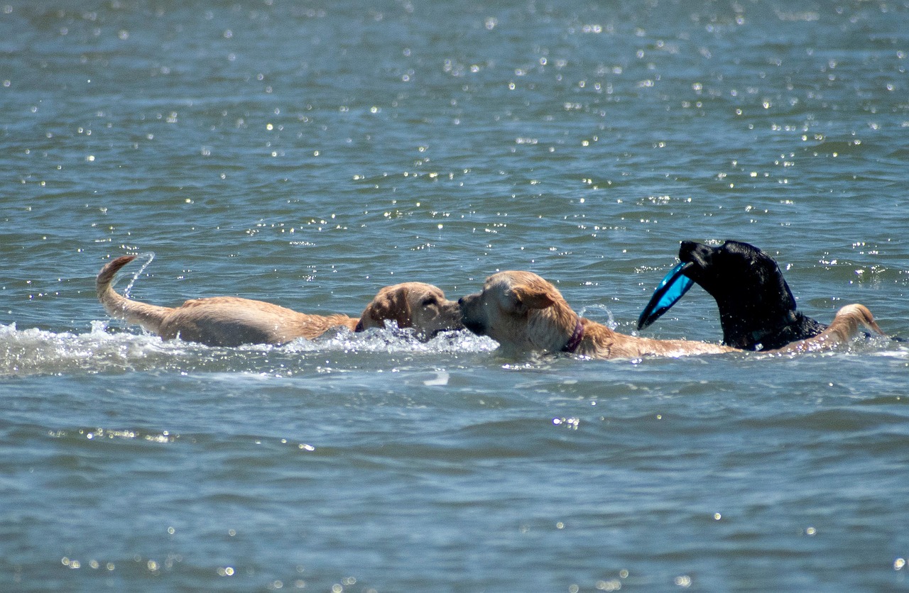 Hundestrand Rhein 